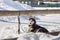 The Siberian Husky, man's faithful friend, lies in the snow.