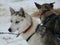 Siberian husky at Musher Camp in Finnish Lapland