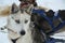 Siberian husky at Musher Camp in Finnish Lapland