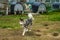 Siberian husky at Musher Camp Siberianos de Fuego in Patagonia