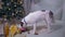 Siberian husky opening gift near xmas christmas tree.