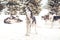 Siberian husky pack in the snow