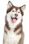 Siberian Husky portrait, isolated