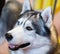 Siberian Husky Portrait of thoroughbred Siberian Husky dog