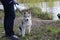 Siberian husky puppy