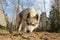 Siberian husky puppy