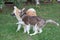 Siberian husky puppy and akita inu puppy are playing on a green meadow. Pet animals