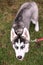 Siberian husky puppy cloe up photo on green grass