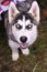 Siberian husky puppy cloe up photo on green grass