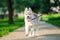 Siberian husky puppy on colored leash walk in the park in summer