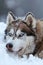 Siberian husky puppy with mesmerizing blue eyes enjoying a delightful snowy adventure