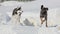 Siberian Husky Puppy Plays with his Buddy on Snow