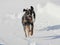 Siberian Husky Puppy Plays with his Buddy on Snow