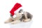 Siberian husky puppy in Santa Claus xmas red hat on white background