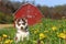 Siberian Husky Puppy Sits in Field Full of Dandelions