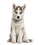 Siberian Husky puppy sitting, isolated