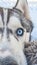 Siberian husky puppy with striking blue eyes, perfect for captivating snowy adventures
