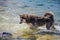 Siberian Husky puppy swimming on the shore sea splashing water