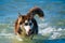 Siberian Husky puppy swimming on the shore sea splashing water