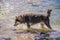 Siberian Husky puppy swimming on the shore sea splashing water
