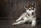 Siberian husky puppy on wood background