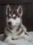 Siberian husky puppy on wood background