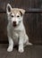 Siberian husky puppy on wood background