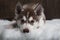 Siberian husky puppy on wood background