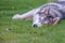 Siberian Husky rests on the grass