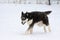 Siberian husky is running through heavy snowfall