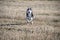 Siberian husky running on the spring field.