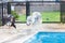 Siberian Husky Shake Off the water beside the pool