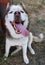 Siberian husky shows tongue. Cheerful muzzle expression and half-closed eyes. The concept of carefree, crazy and fun. Animal