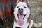 Siberian husky shows tongue. Cheerful muzzle expression and half-closed eyes. The concept of carefree, crazy and fun. Animal