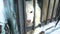 Siberian husky sitting in a cage