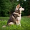 Siberian Husky sitting on the green meadow in summer. Siberian Husky dog sitting on the grass with a summer landscape in the