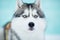 Siberian husky sled dog closeup