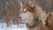 Siberian Husky Sledge Dog in Winter Day