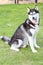 Siberian Husky smiling and sitting portrait