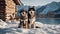 siberian husky in the snow A heartwarming portrait of a puppy and adult Malamute dogs sitting side by side, with a backdrop