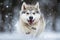a siberian husky in the snow, tail whirling in a flurry