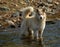 Siberian husky in the spring taiga