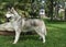 Siberian husky standing