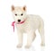 Siberian Husky standing in front. on white background