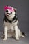 Siberian Husky Studio Portrait with Funky Pink Glasses