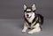 Siberian Husky Studio Portrait with Hipster Glasses