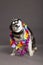 Siberian Husky Studio Portrait Shaking Head with Flower Necklace