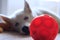 Siberian Husky Studio Portrait Shaking Head With Toy