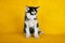 Siberian husky studio shoot. isolated on yellow