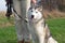 Siberian Husky on training with a dog trainer